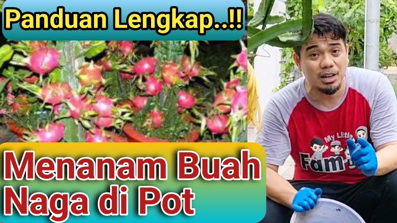 Panduan Lengkap Cara Menanam Buah Naga di Dalam Pot,Agar Buah Naga Cepat Berbuah,Tabulampot BuahNaga