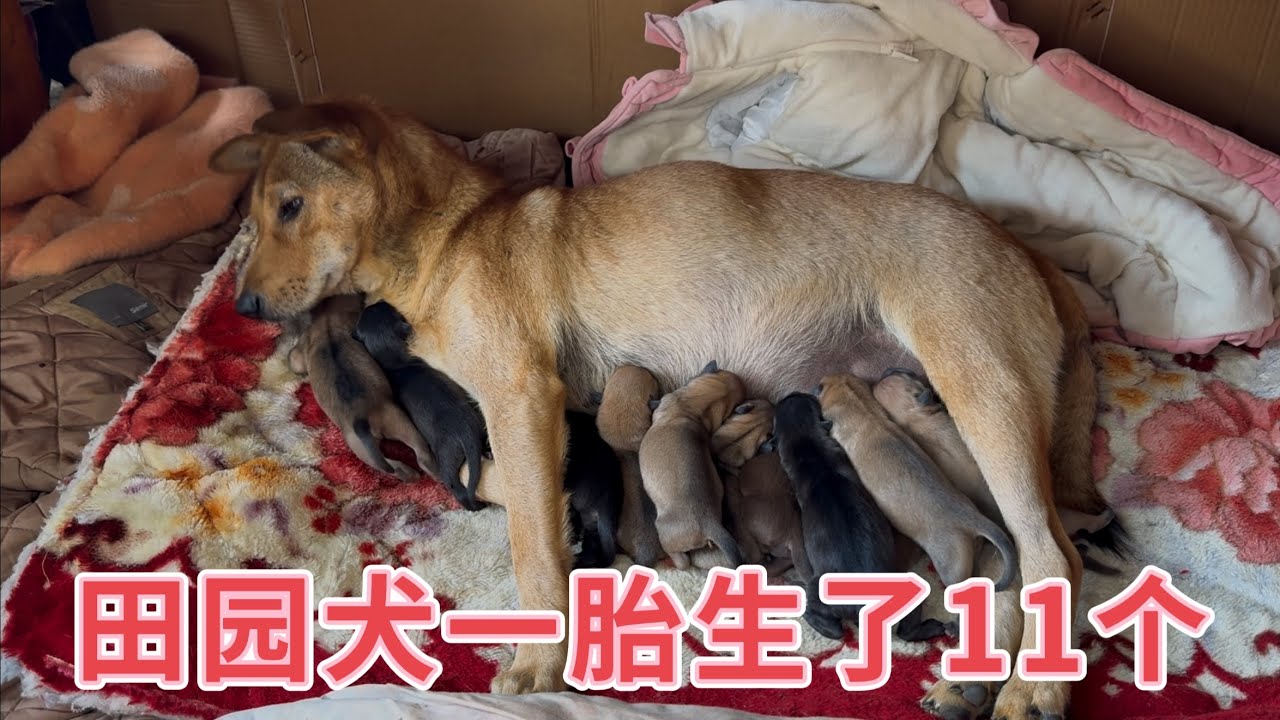 农村田园犬终于生了，一胎竟然生了11个，生产时发生了什么？村里百岁老人都说没见过