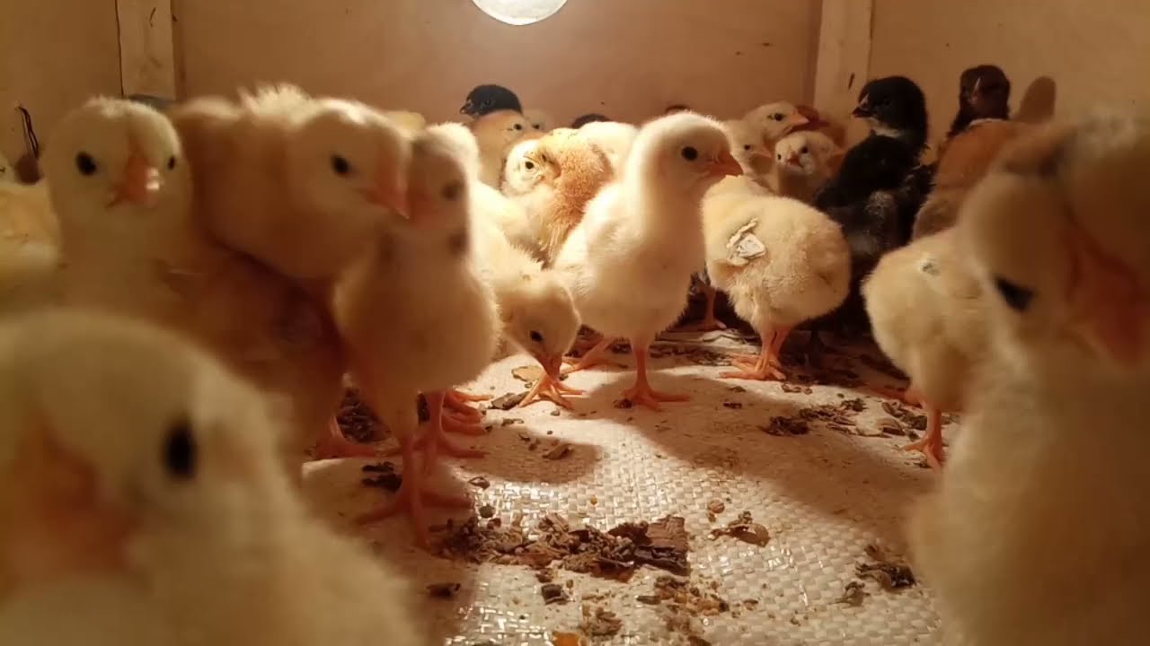 G&uuml;lməli c&uuml;cə videosu😂