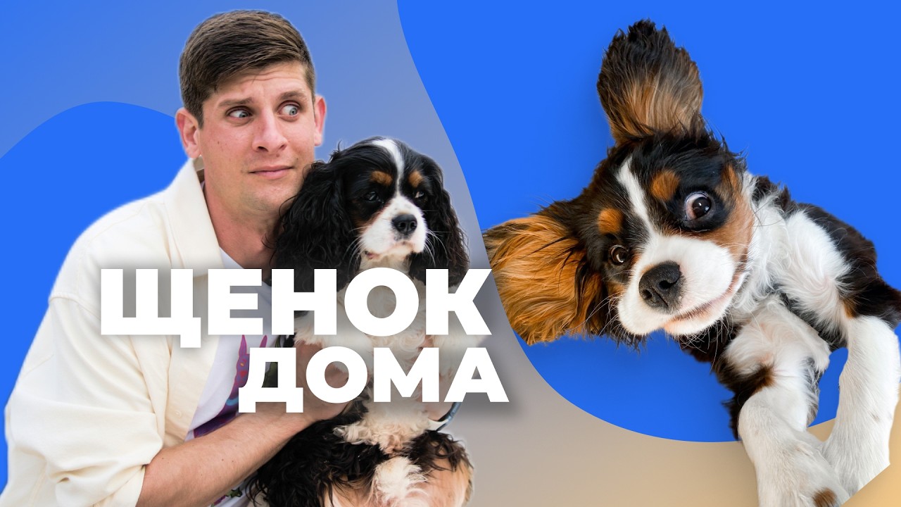 Что нужно знать и делать в первые дни? Щенок уже дома