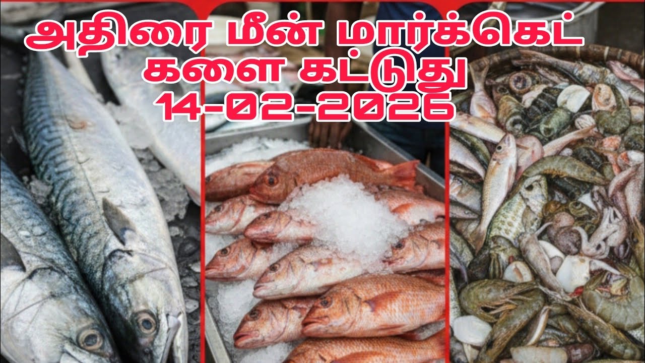 இன்றைக்கு அதிராம்பட்டினம் மீன் மார்க்கெட் களை கட்டுது - Adirai Fish Market 14-02-2026