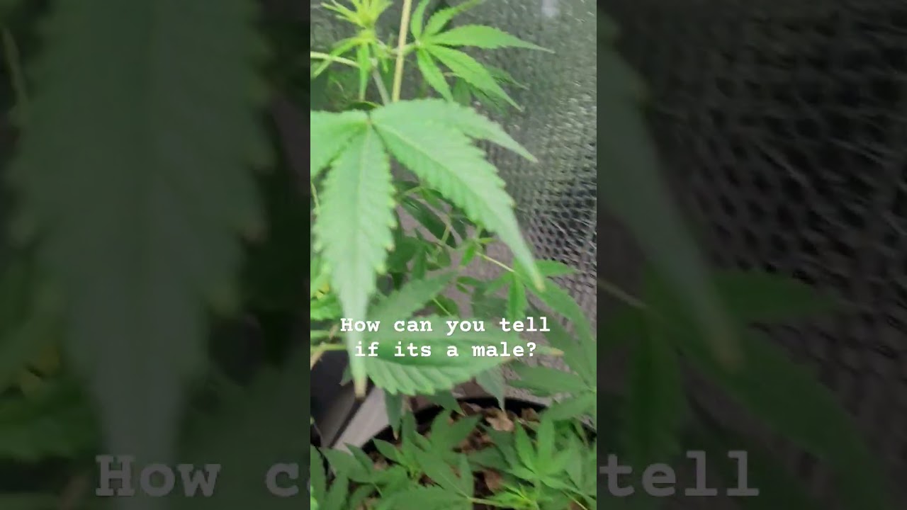 How Can You Tell When Your Plant is Male? Look For Pollen Sacks