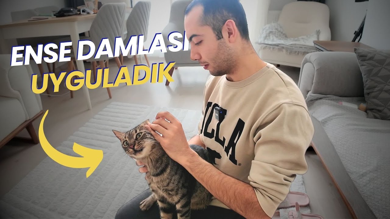 Kedim Hüsreve İç-Dış Parazi Ense Damlası Uyguladık 😂