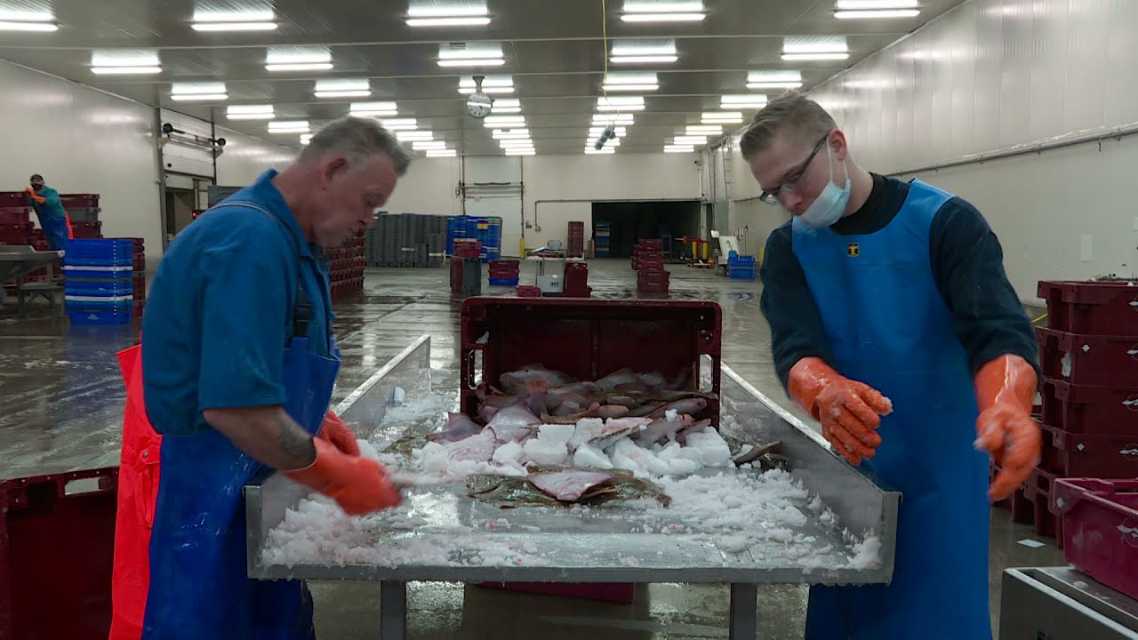 De visafslag van Scheveningen | korte keten