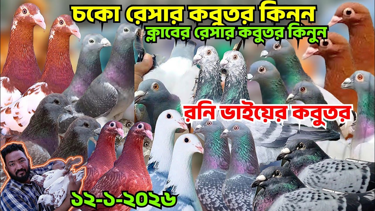 চকো রেসার কবুতর কিনুন।রনি ভাইয়ের রেসার কবুতর কম দামে বিক্রি হবে। ক্লাবের রেসার কবুতর দাম জানুন 