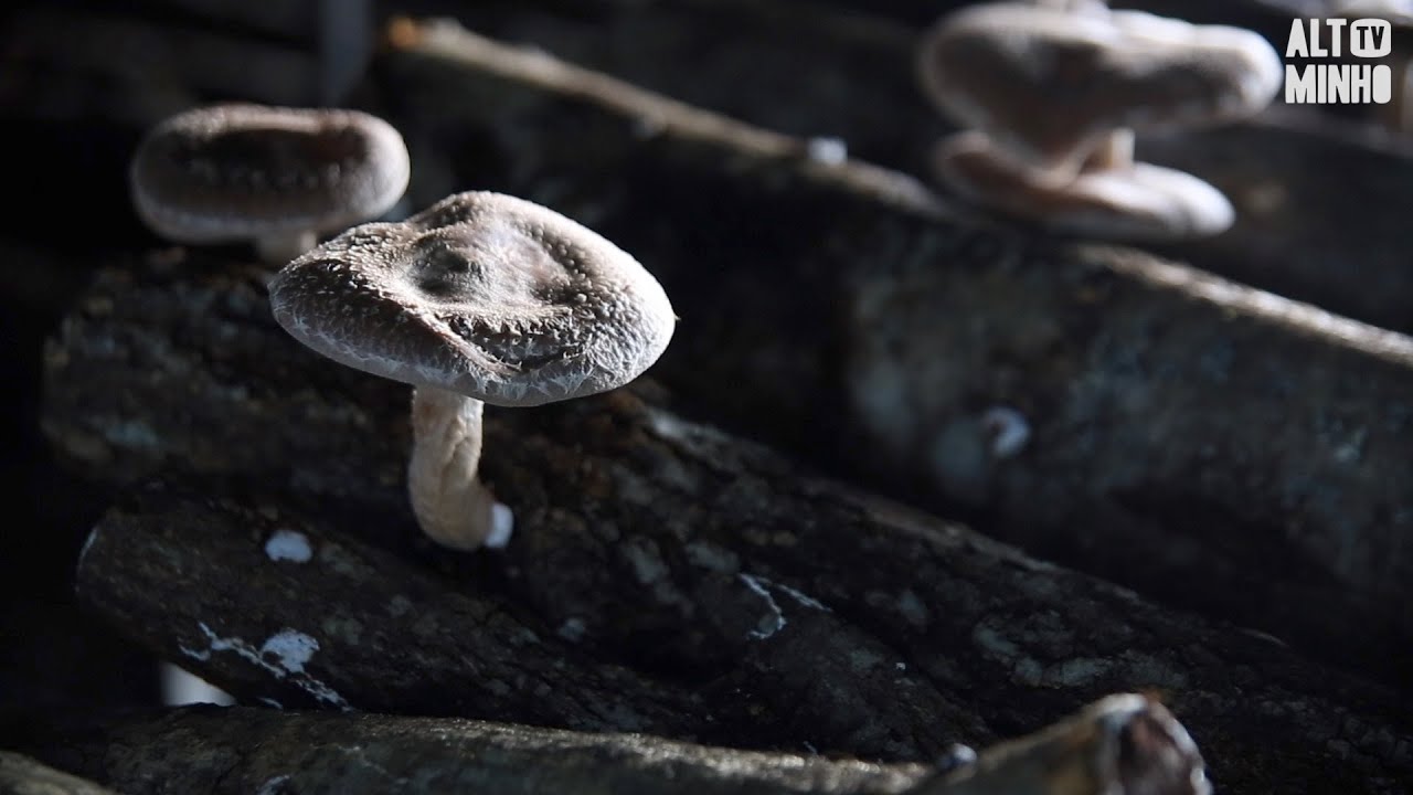 Jovens de Melgaço apostam na produção de cogumelos e criam negócio de sucesso | Altominho TV
