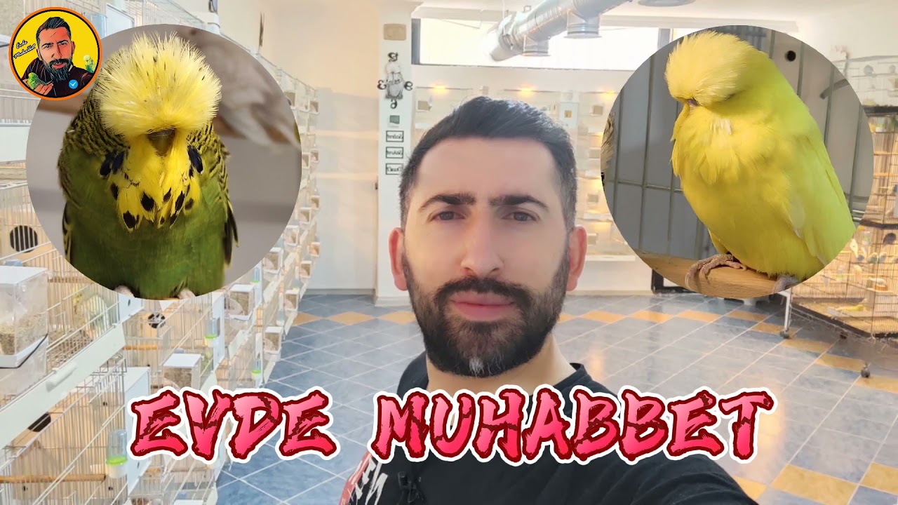 Muhabbet Kuşu Üretim Hanemde Kullandığım Ürünler