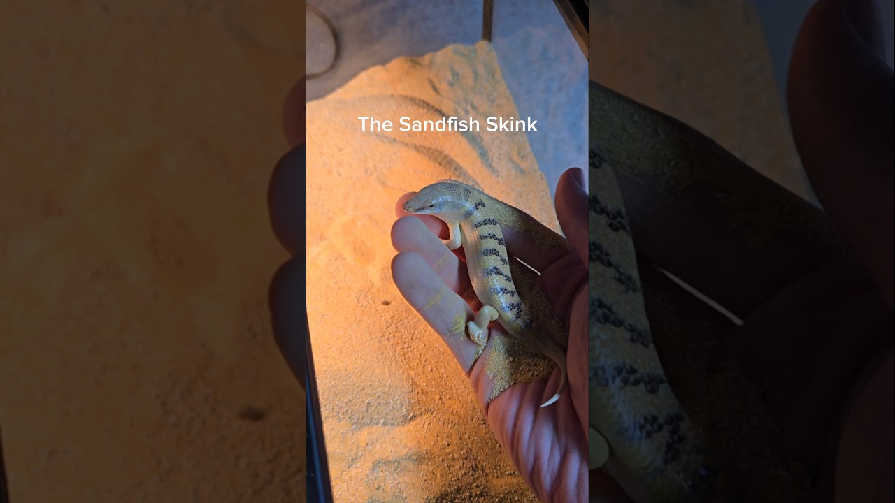 This lizard disappears in the blink of an eye! #reptiles #pets #lizard #skink