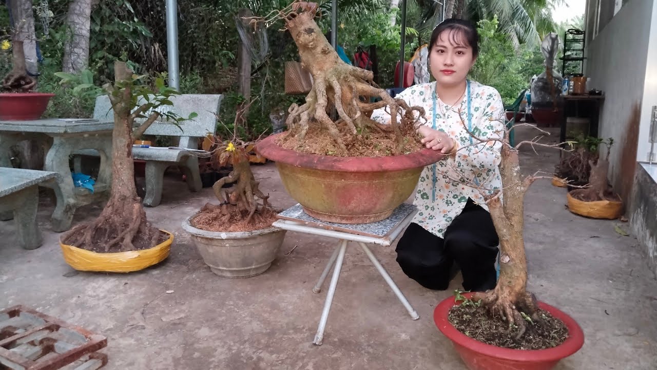 Phôi Tứ quý, tứ quý ghép bình lợi,mai vàng ghép bình lợi ngày 17/2☎️ Zalo 0368230127 gặp Thảo.