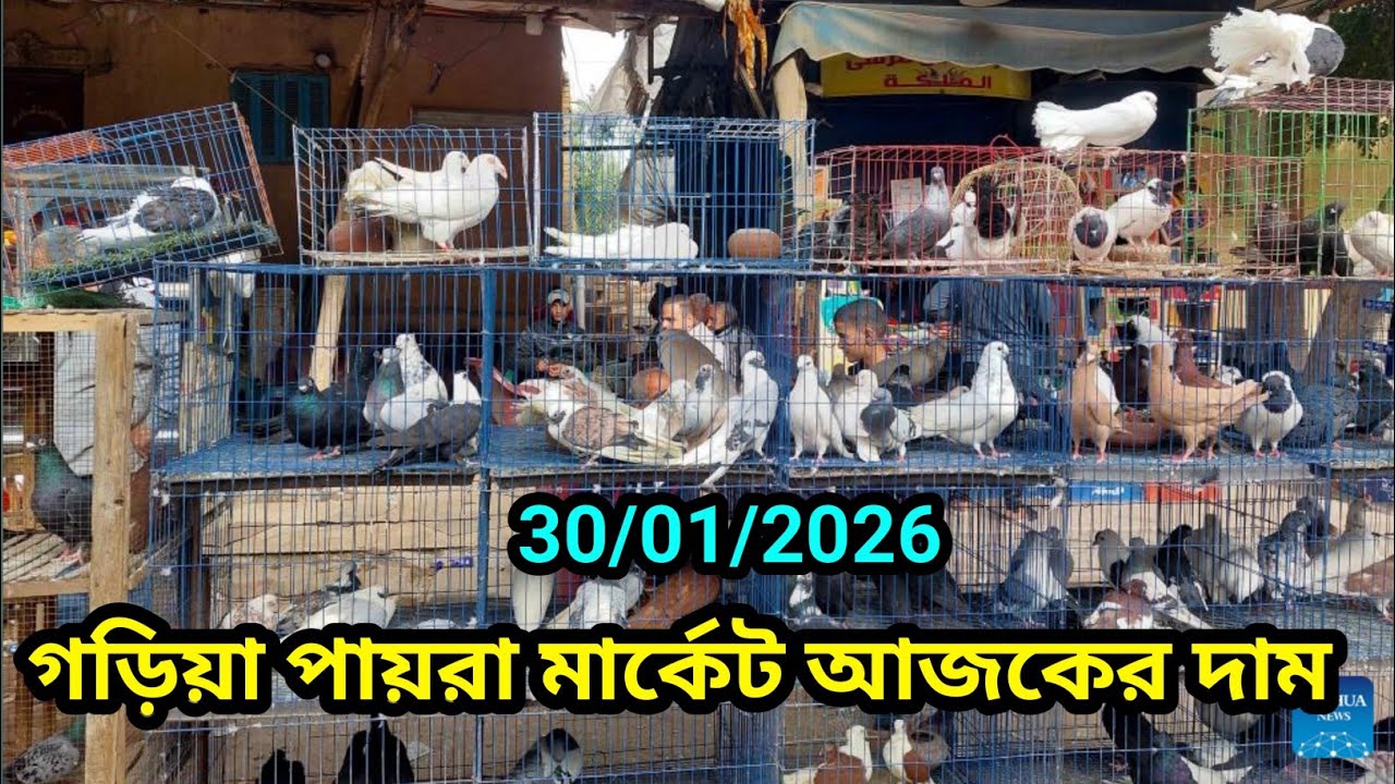 Garia pigeon market price 🕊️ গড়িয়া পায়রা মার্কেট আজকের দাম #birdsmarket #pigeon #explore 