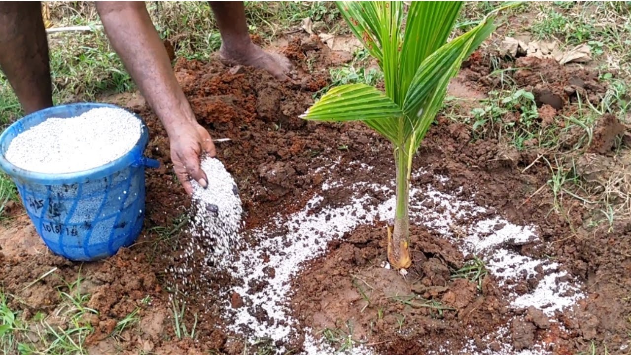Fertilizing Coconut Plant with (Gromor: 28-28-0 & Humic Acid) for Better Growth and Greenness