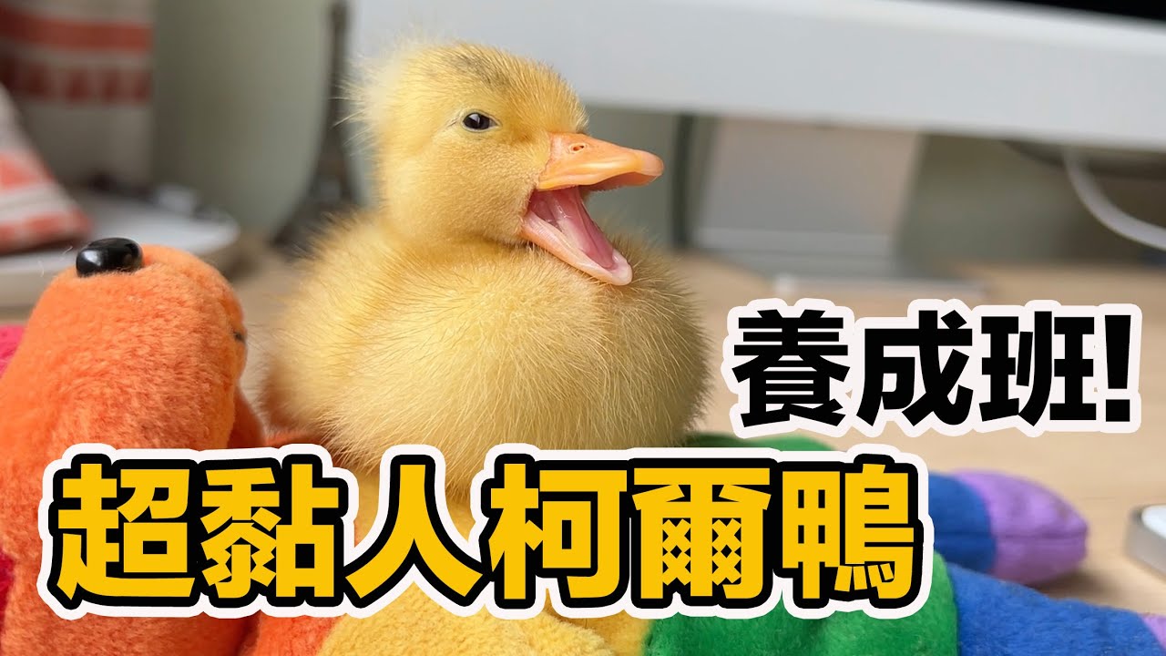 黃色小鴨的暴風成長日記~長大了還是每天黏緊緊!有這麼親人的鴨鴨 擾西的阿飛!