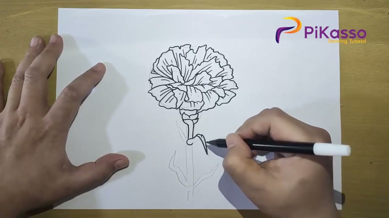 How to Draw a Carnation Flowers Easy step by step