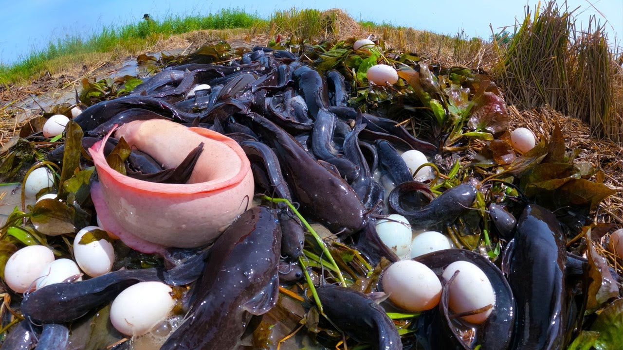 Top Hand Fishing, catch a lot of fish & pick eggs duck by hand, Fish traps