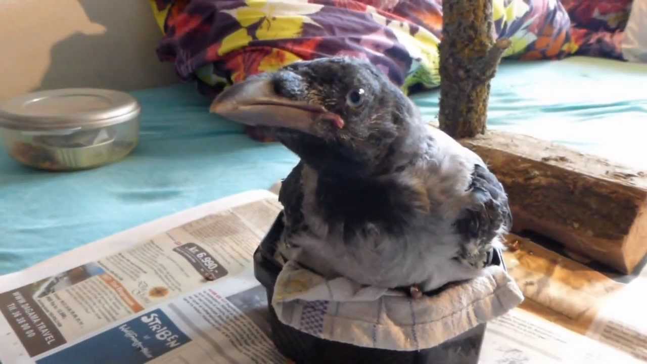 Raising a crow baby - feeding