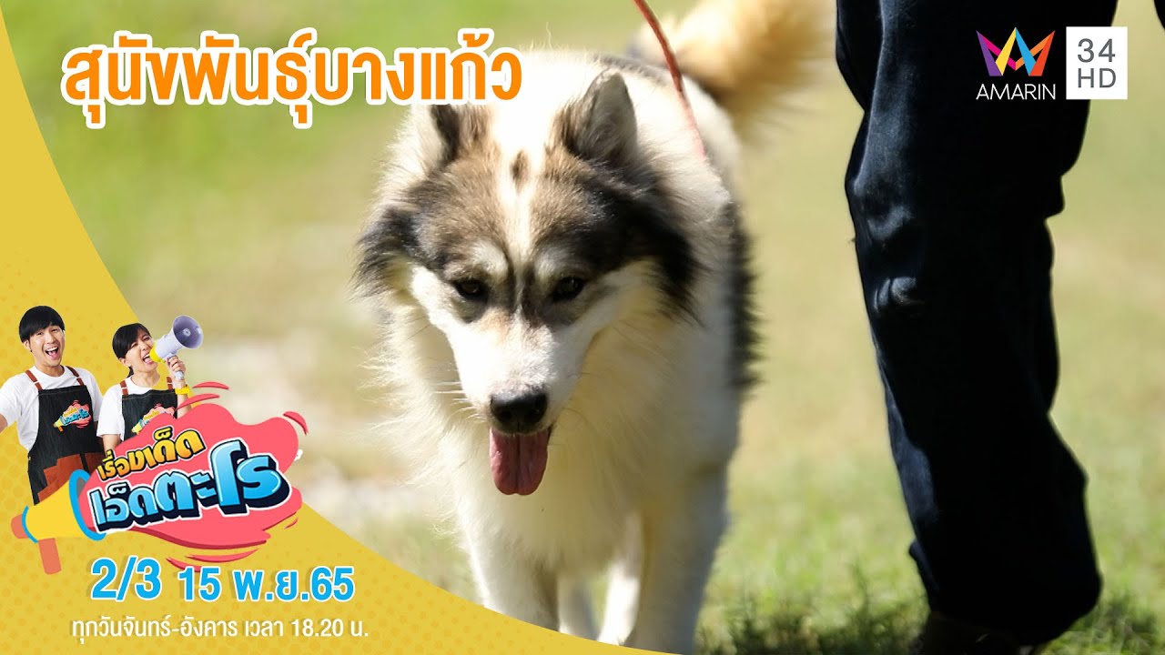 วิธีเพาะเลี้ยง สุนัขพันธุ์บางแก้ว | เรื่องเด็ดเอ็ดตะโร | 15 พ.ย.65 (2/3)