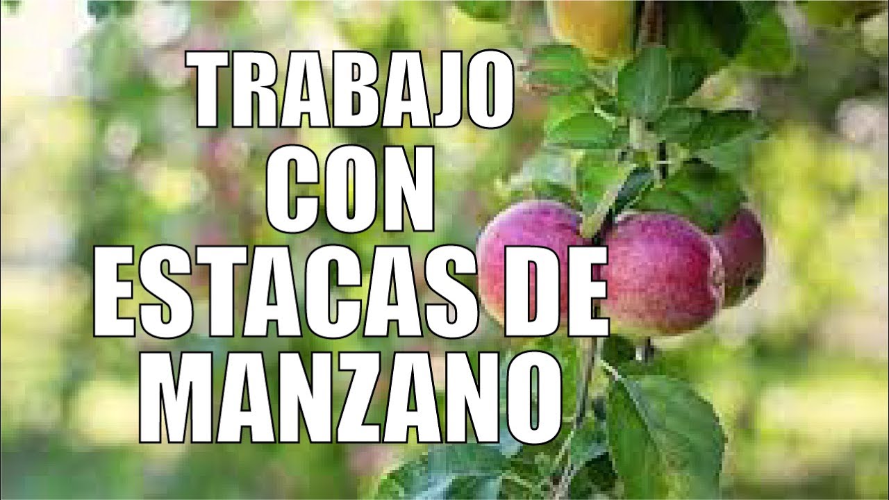 DEMOSTRACION DE TRABAJO CON  Estacas de Manzano