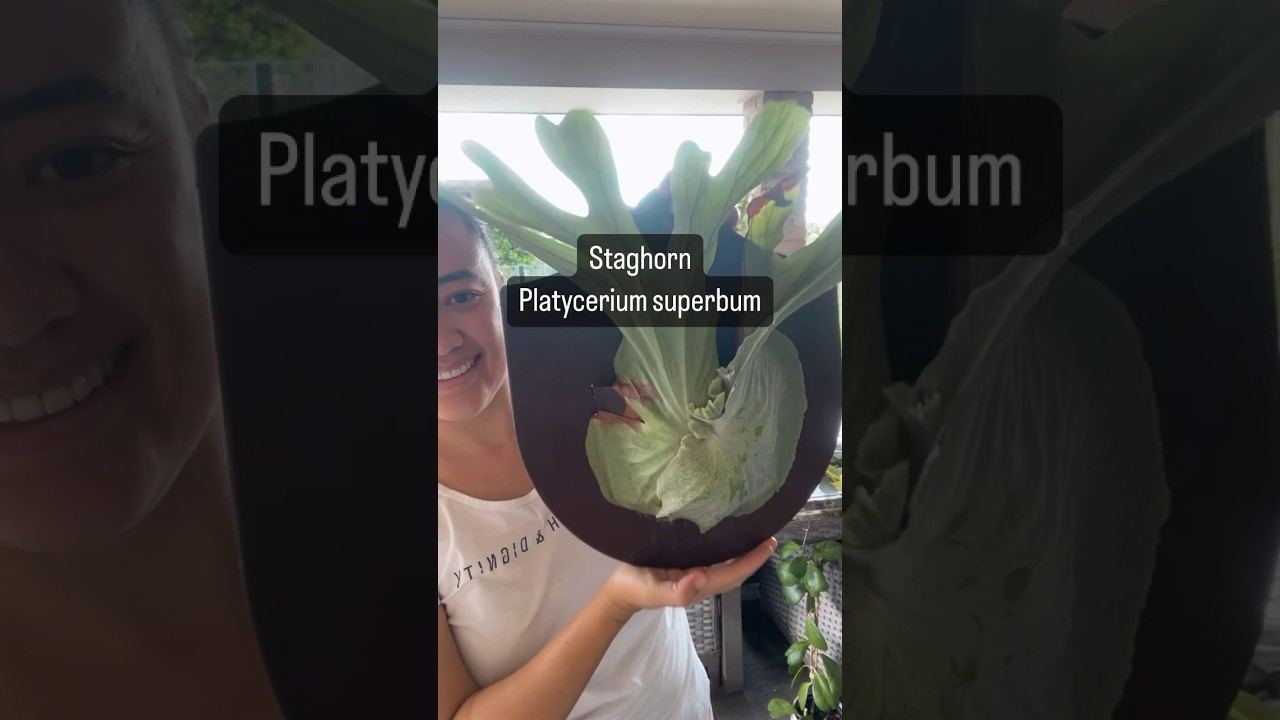 🌿It&rsquo;s time you meet my Platycerium superbum aka staghorn.💚 #plants