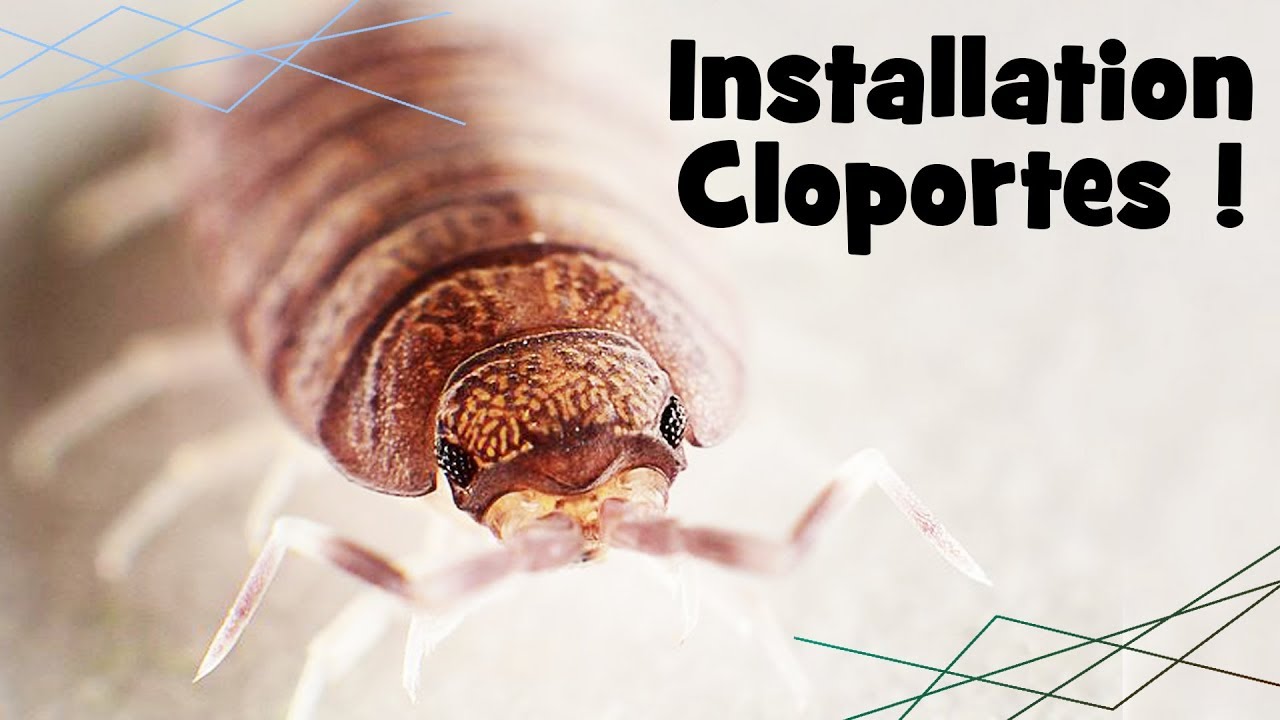 INSTALLATION des CLOPORTES !