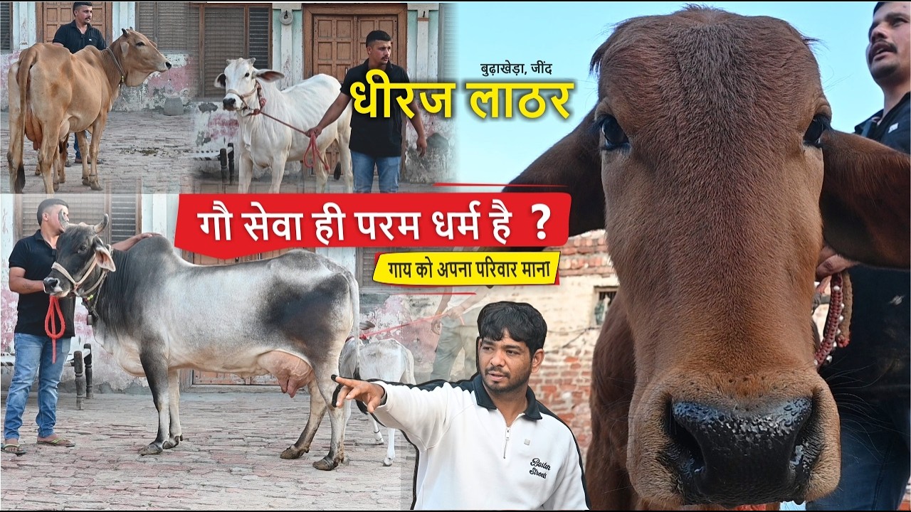 गौ सेवा ही परम धर्म है, गाय को अपना परिवार माना || DHIRAJ LATHER BUDHAKHERA, JIND
