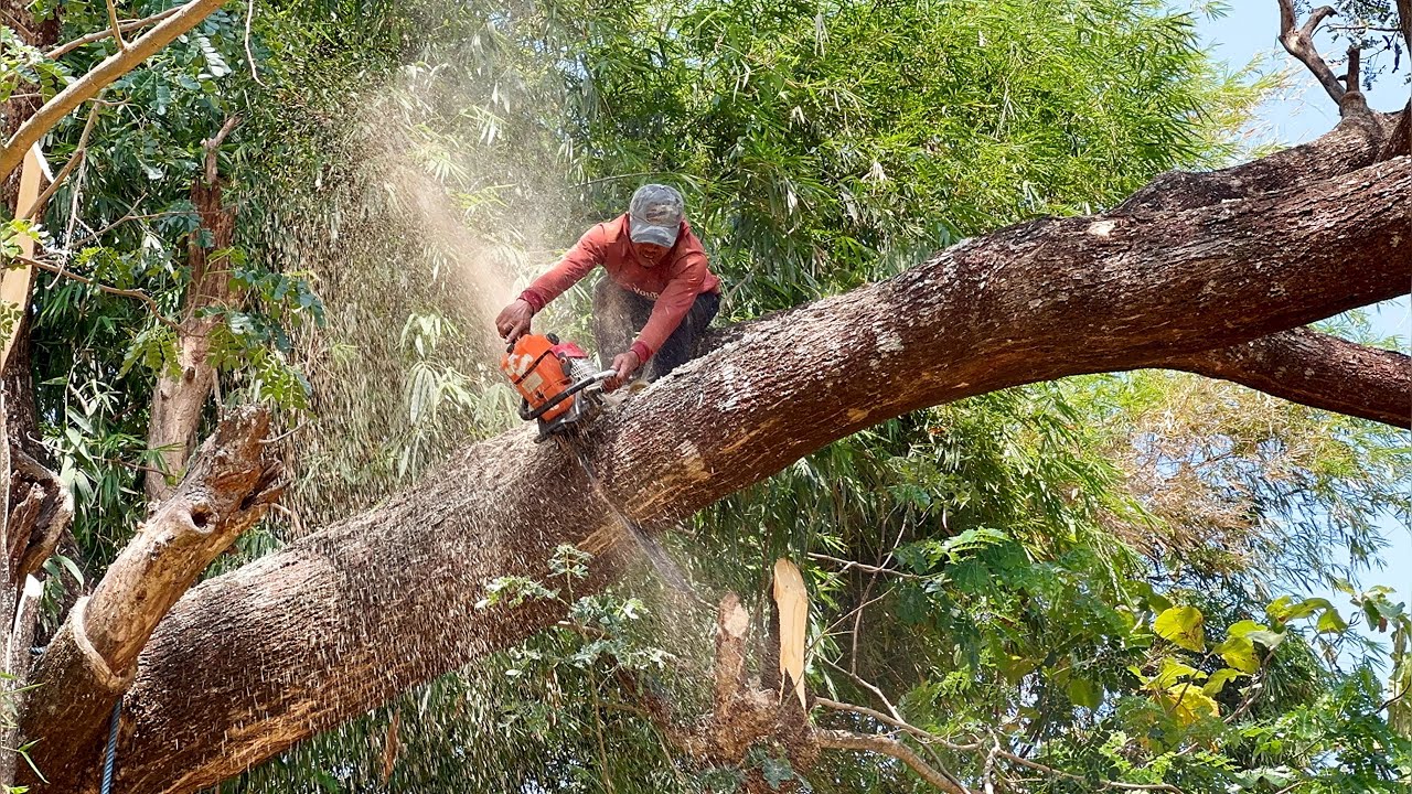 Cut down two dangerous leaning tree ‼️