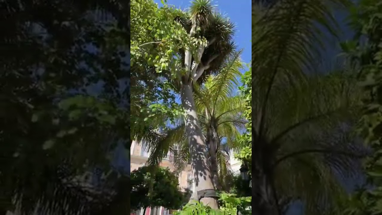 Piante tropicali (in natura) a Cadice