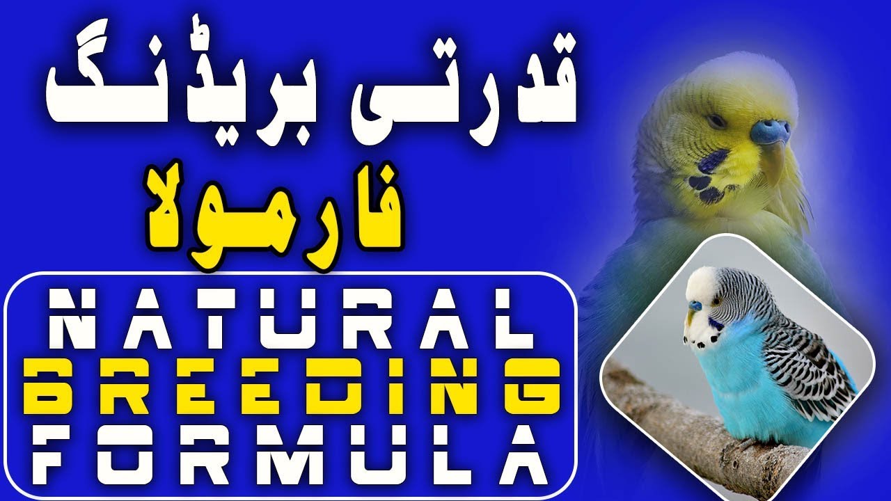 Best Breeding Formula For Budgies and All other Birds. Video No. 424