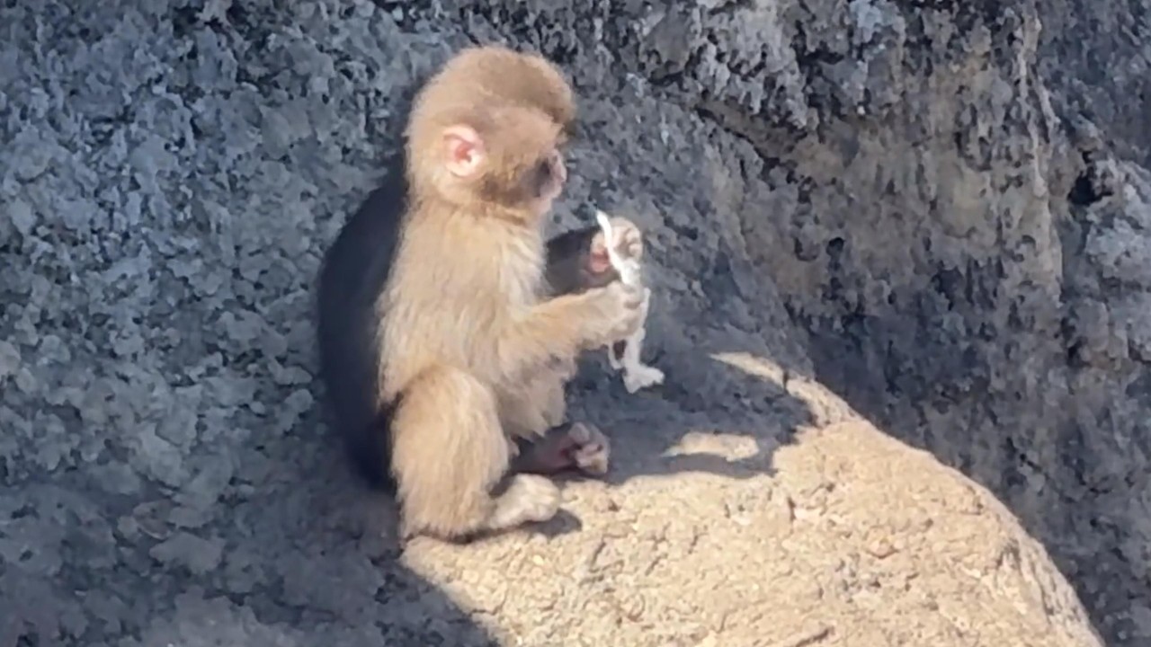 番外編 ビニール袋？口にくわえるパンチくん【番外編】【市川市動植物園】ゴリラ