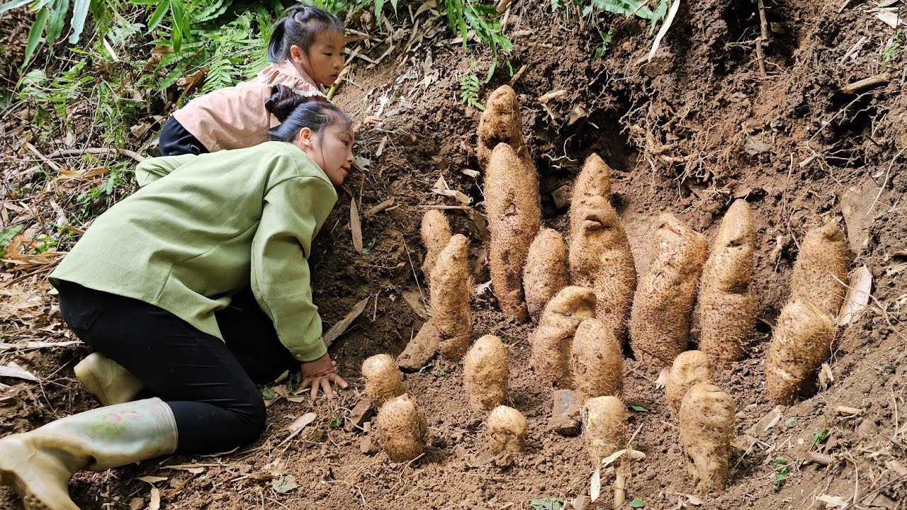 Alucky day for me and my daughter harvesting yams to sell at the market - build a new life