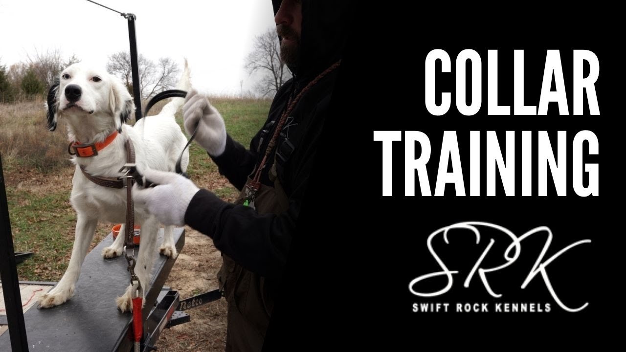 Bird Dog Training - Collar Training | Swift Rock Kennel #pointingdog #dogtra