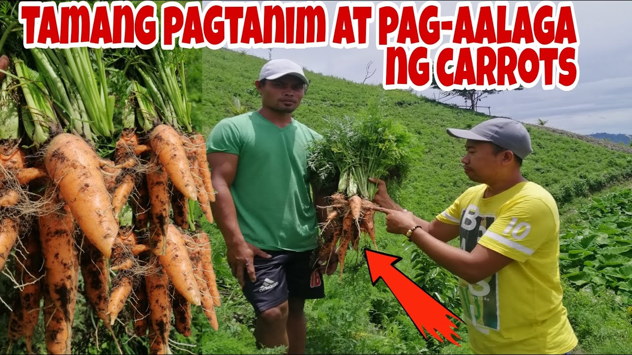 Paano magtanim at Mapalaki ng Mabilis ang Laman ng Carrots