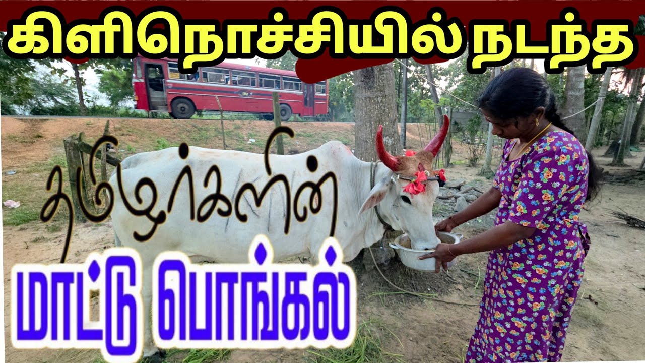 🔴கிளிநொச்சியில் வித்தியாசமாக நடந்த மாட்டு பொங்கல் 