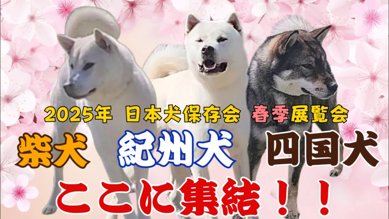 これが日本犬保存会の展覧会！かわいい子犬も登場【九州連合展 2025】