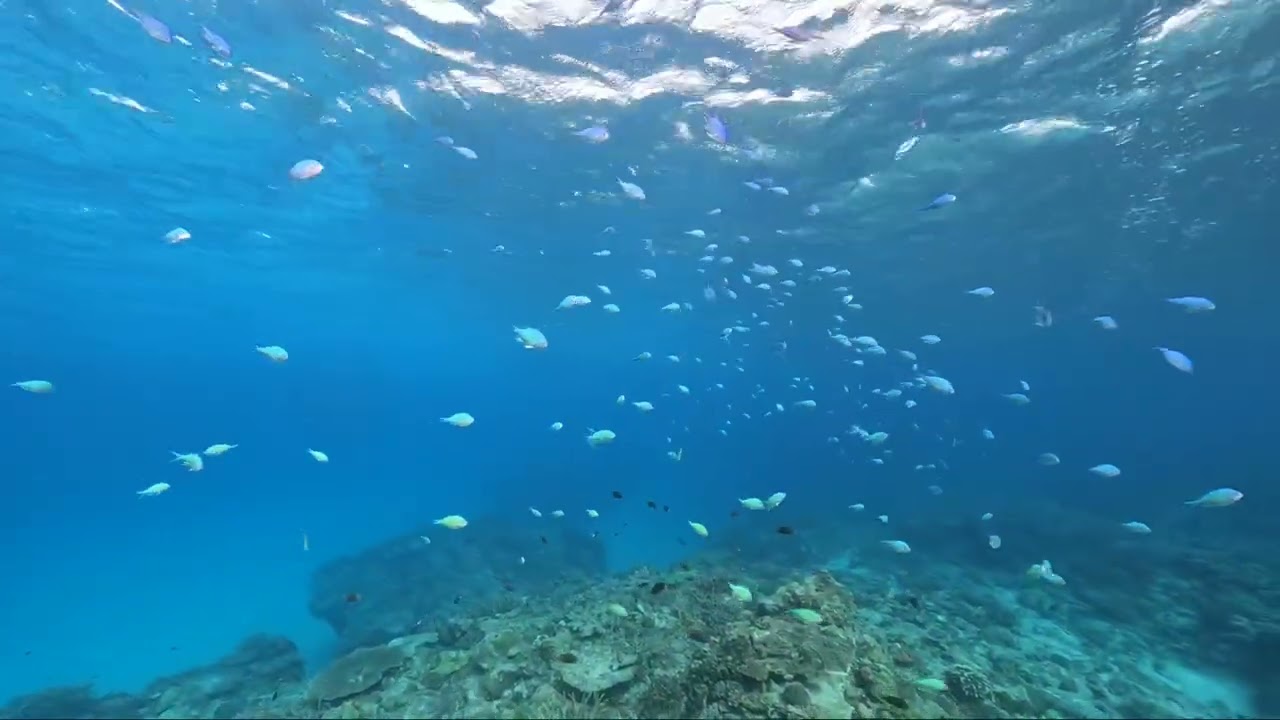 デバスズメダイ群れ・ナガンヌ島