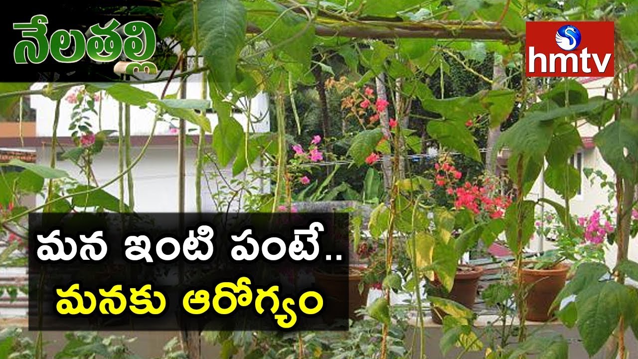 Rythu Nestham Foundation Conduct Awareness Program on Terrace Garden | Nela Talli | hmtv