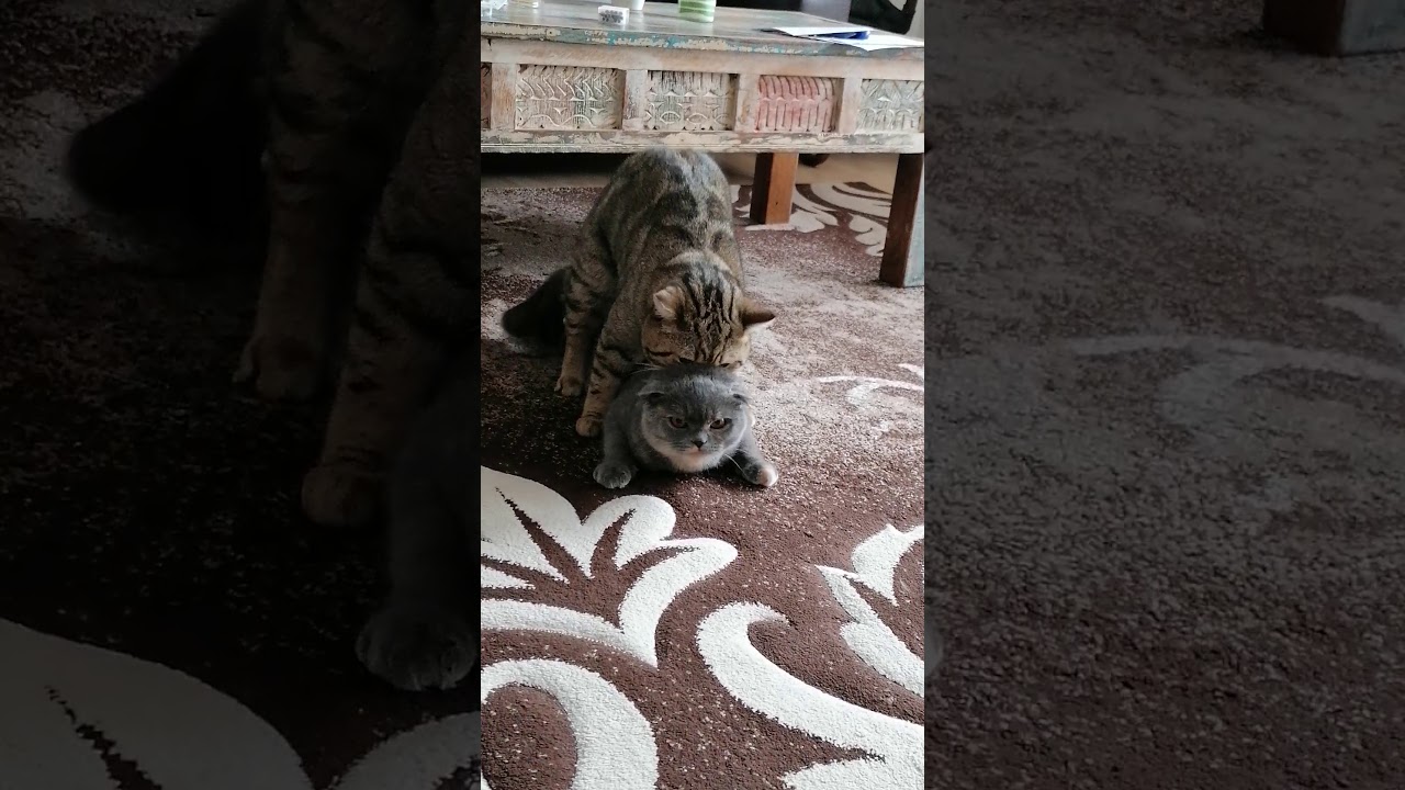 Chiko und Mia paaren sich. Kater deckt Katze Mia.