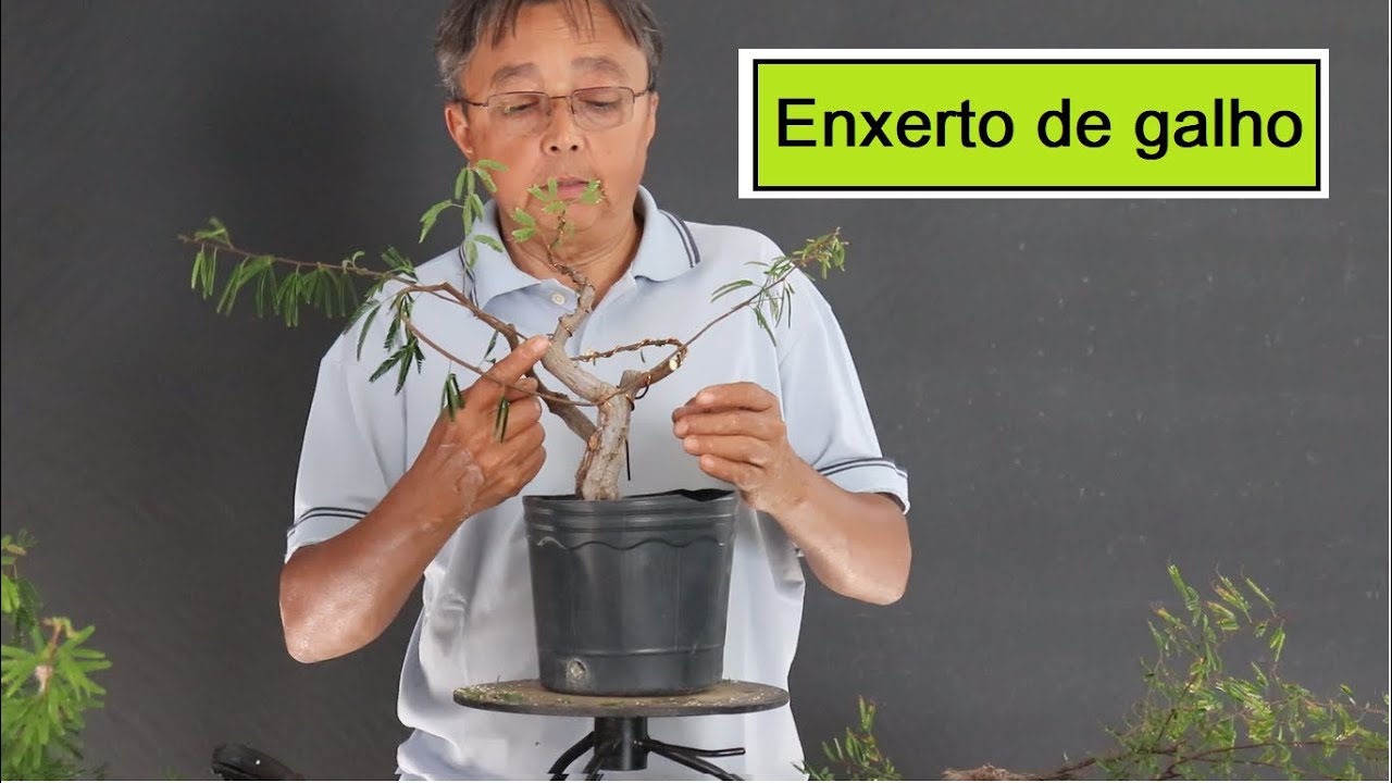 Enxerto de galho
