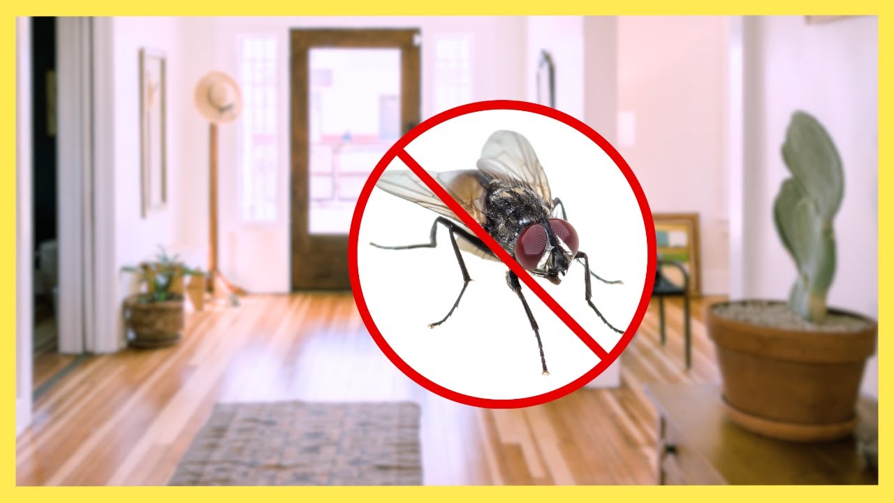Return of the Fly! Use This Handy Hack To Trap Them in Your Home