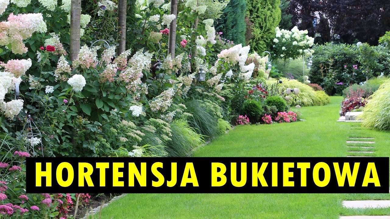 Hortensja bukietowa &ndash; klasyczne i mniej znane odmiany