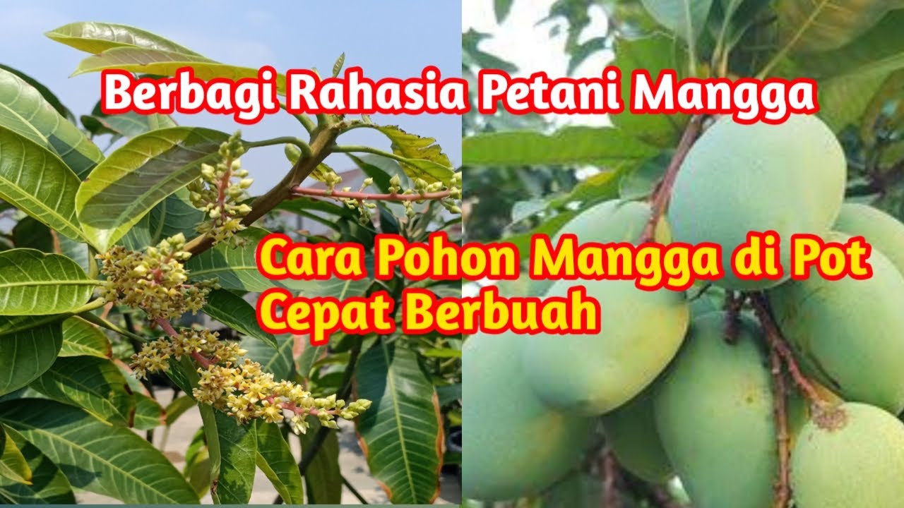 Rahasia ilmu Petani Mangga❗Cara Membuahkan Mangga di Pot dengan Cepat
