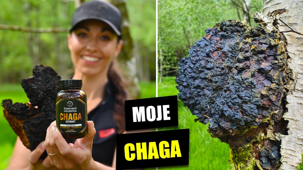 Konečně mám CHAGU pro všechny! Čaga extrakt VS čaga z lesa