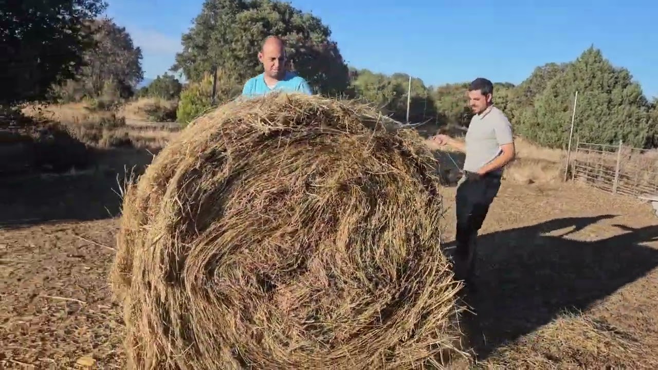 Un día en la finca