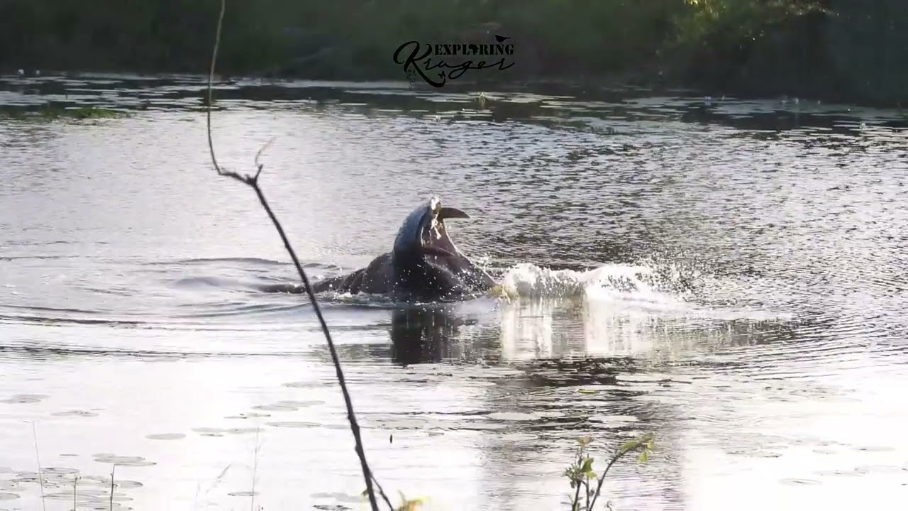 Roly Poly Hippo