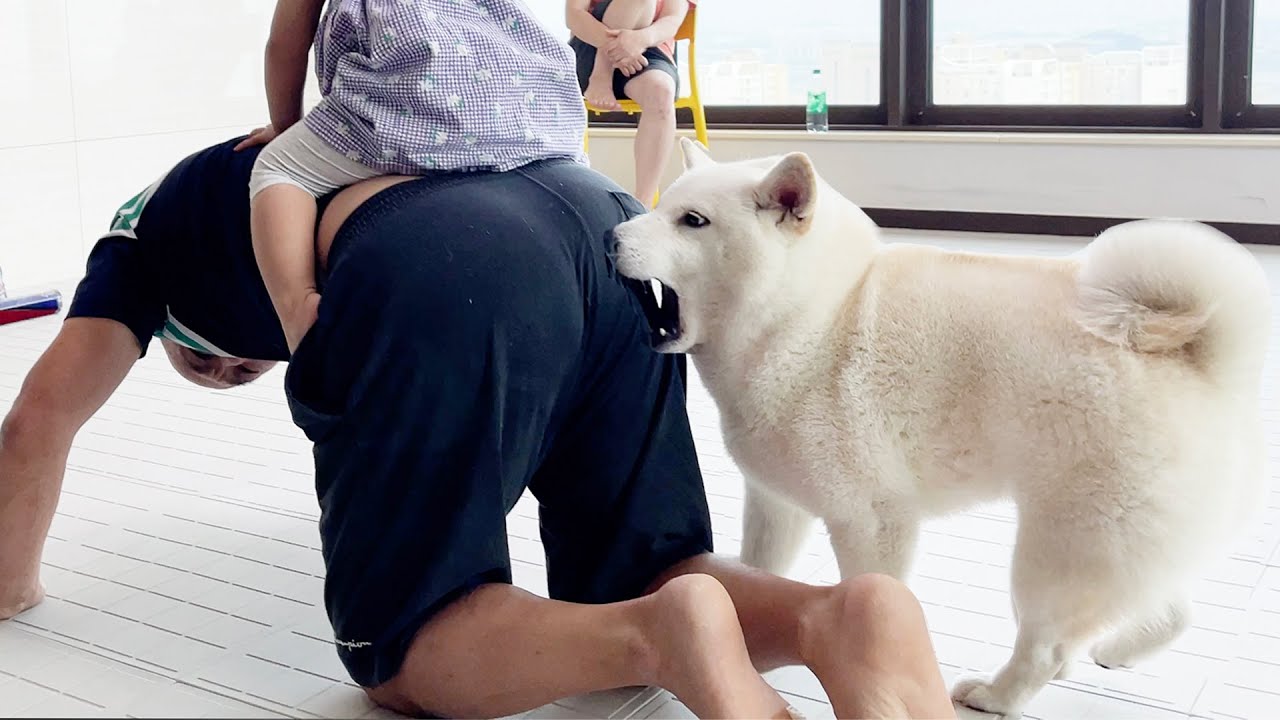 아기를 지키기 위해 뭐든지 하는 강아지 ㅋㅋㅋㅋ (저희 또 이사갑니다...ㅠㅠ)