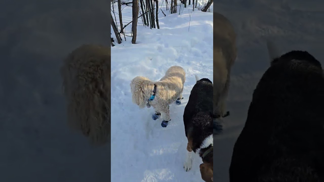 2. Wednesday March 4th park pack walk with Tukker, Milo, Pepe, Chewy, Lucy, Revy and Rue 