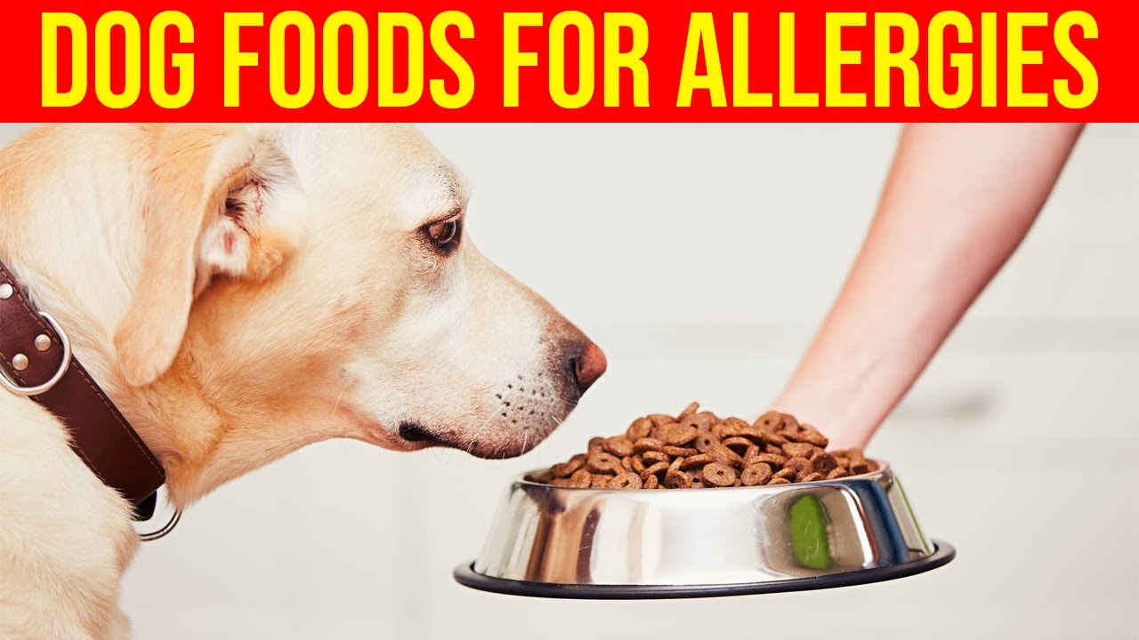 7 Best Foods For Dogs With Allergies/ Amazing Dogs
