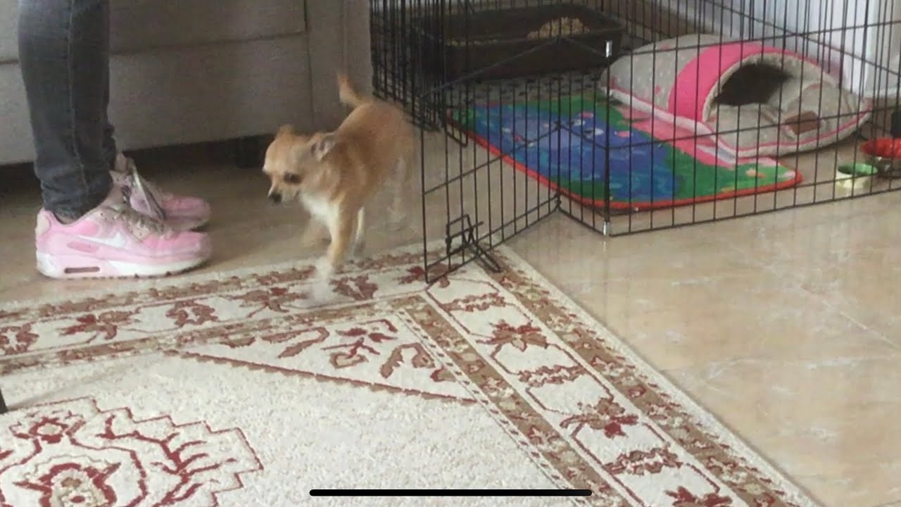 Tiny chihuahua staying Home alone (learning to not be scared Alone)