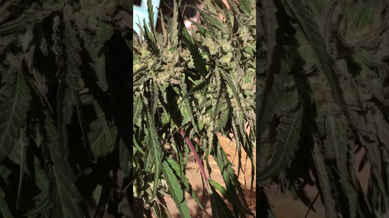 Platinum kush breath x critical mass