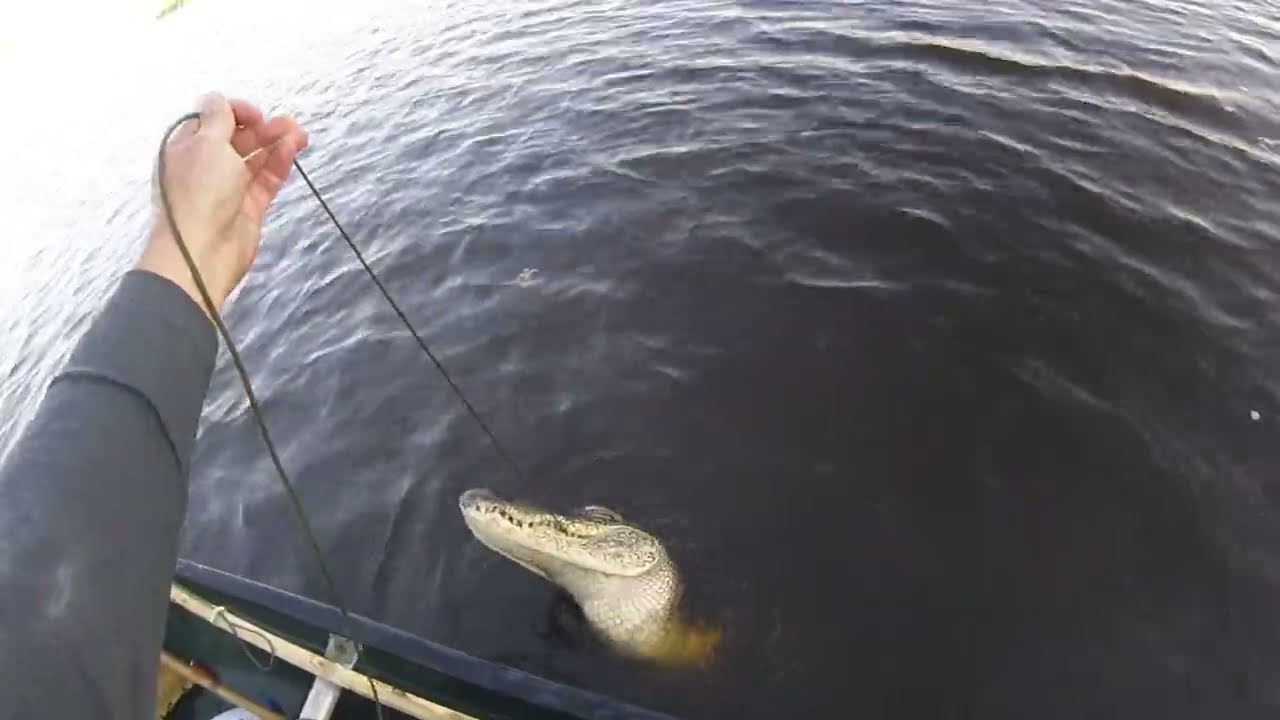 LIVE Alligator in CANOE!!  Texas Alligator Hunt