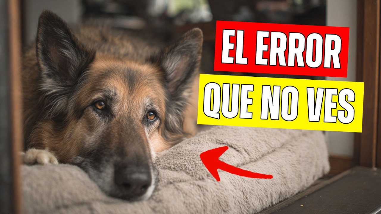 Mayor error que puedes cometer con tu perro es que sufra en silencio y tú ni siquiera te das cuenta